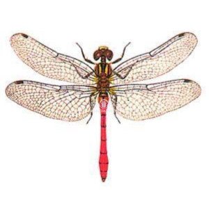 ODONATA SSP